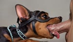 anthro bodily_fluids cum cum_in_mouth cum_inside fellatio female genital_fluids male male/female oral penile sex riccardoarmini26 canid canine canis dobermann domestic_dog mammal pinscher animated hi_res webm