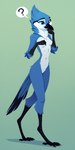 anthro beak belly blue_body blue_eyes breasts claws digitigrade feathers featureless_breasts featureless_crotch feet female fluffy neck_tuft question_mark scuted_arms scuted_legs scutes simple_background slim slim_female small_breasts solo standing tail_feathers thinking_pose toes tuft white_belly oldhroft avian bird blue_jay corvid jay_(bird) new_world_jay oscine passerine full-length_portrait hi_res portrait