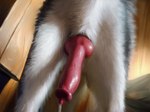 animal_genitalia animal_penis black_body black_fur bodily_fluids canid canine canine_genitalia canine_penis canis close-up cum domestic_dog dripping feral fur genital_fluids genitals husky knot leaking_cum leaking_precum low-angle_view male mammal nartist nordic_sled_dog penis precum realistic realistic_penis_size solo spitz vein veiny_penis white_body white_fur