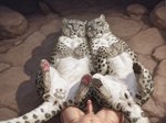 4_toes 5_toes anatomically_correct animal_genitalia animal_penis animal_pussy anus balls black_pawpads bodily_fluids cave feet feline_balls feline_penis feline_pussy feline_sheath female feral first_person_view fluffy genital_fluids genitals group humanoid_balls humanoid_genitalia humanoid_penis kneeling leaking_precum looking_at_viewer lying male male/female male/male on_back pawpads paws penis penis_tip pink_pawpads precum presenting presenting_anus presenting_balls presenting_pussy presenting_sheath pussy sheath side_by_side spread_legs spreading toes trio drla felid human mammal pantherine snow_leopard hi_res