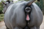 animal_genitalia animal_pussy anus bodily_fluids butt equine_genitalia equine_pussy female female_focus feral genital_fluids genitals horn presenting presenting_hindquarters puffy_anus pussy raised_tail rear_view solo solo_focus teats urethra jelloponies mammal rhinocerotoid