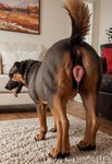 anatomically_correct anatomically_correct_genitalia animal_genitalia animal_pussy anus anus_focus bestiality black_body bodily_fluids brown_body butt butt_focus canine_genitalia canine_pussy dripping_pussy female feral genital_fluids genitals inside living_room multicolored_body pink_anus pink_pussy pussy pussy_juice pussy_juice_string raised_tail realism realistic realistic_feral rear_view saliva seductive solo teasing tongue tongue_out potato_salad canid canine canis domestic_dog mammal hi_res