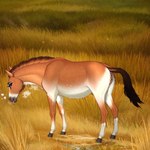 1:1 brown_body brown_eyes brown_fur colored countershading detailed detailed_background equid equine female feral fur genitals grassland hi_res hooves horse_tail lungfish1223 mammal nature nature_background presenting przewalski's_horse pussy raised_tail solo tongue tongue_out white_body white_countershading wild_horse