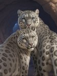 ambiguous_gender animal_genitalia balls blue_eyes cave cave_entrance detailed_eyes duo feline_balls feline_sheath feral fully_sheathed genitals golden_eyes looking_at_viewer looking_back male pink_nose rear_view rock sheath drla felid mammal pantherine snow_leopard hi_res