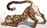 animal_genitalia animal_penis anus ass_up balls butt erection feline_genitalia feline_penis feral fur genitals looking_at_viewer male markings orange_body orange_fur penis plushie presenting presenting_hindquarters raised_tail seam_(sewing) simple_background solo spots spotted_body spotted_fur stitch_(sewing) tail text whiskers sergalbutt animate_inanimate cheetah felid feline living_plushie mammal signature url
