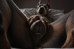 anatomically_correct anatomically_correct_genitalia anatomically_correct_pussy animal_genitalia animal_pussy anus bed bodily_fluids canine_genitalia canine_pussy claws collar female furniture genital_fluids genitals inside looking_at_viewer lying on_back on_bed pawpads paws photorealism photorealistic presenting presenting_pussy pussy pussy_juice semi-anthro solo spread_legs spreading director_yiffy canid canine canis dobermann domestic_dog mammal pinscher hi_res