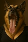 anthro bodily_fluids breasts cleavage clothed clothing drooling eyes_closed female mouth_shot open_mouth oral_invitation saliva saliva_on_tongue solo tongue tongue_out canid canine canis domestic_dog german_shepherd herding_dog mammal pastoral_dog hi_res