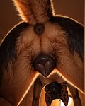 anatomically_correct anatomically_correct_genitalia anatomically_correct_pussy animal_genitalia animal_pussy anthro anus breasts butt butt_focus canine_genitalia canine_pussy female genitals inside looking_back looking_through looking_through_legs low-angle_view nipples nude photorealism photorealistic pussy raised_tail rear_view solo director_yiffy canid canine canis domestic_dog german_shepherd herding_dog mammal pastoral_dog hi_res