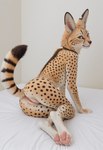 anus big_ears black_nose butt claws collar digitigrade feet female feral fluffy fluffy_tail fur genitals looking_at_viewer looking_back nude pawpads paws presenting presenting_hindquarters pussy raised_tail rear_view smile solo spots spotted_body spotted_fur vtaviscratch felid feline felis mammal serval hi_res