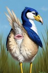 absurd_res ambiguous_gender animal_genitalia attempted_signature avian bird blue_body cloaca cloacal feathered_wings feathers feral genitals hi_res looking_at_viewer pelalion raised_tail rear_view smile smirk smirking_at_viewer solo tail tail_feathers wings