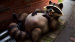 ambiguous_gender belly big_belly brown_eyes feral hands_on_belly i89323 lying mammal on_back procyonid quadruped raccoon realistic realistic_fur solo tagme vore