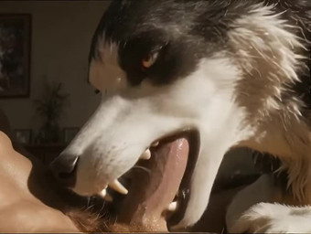 bodily_fluids close-up dripping duo fellatio feral male oral penile saliva saliva_drip saliva_on_tongue sex snout teeth white_body dot_8 canid canine canis domestic_dog human husky mammal nordic_sled_dog spitz animated short_playtime webm