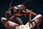 antennae_(anatomy) anthro bestiality compound_eyes duo exoskeleton feral first_person_view genitals humanoid_genitalia imminent_sex leg_grab male male/male mandibles navel nightmare_fuel penis pov_human spread_legs spreading thigh_grab whiskers longwaycorn arthropod blattodea cockroach human insect mammal