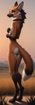 anthro belly black_highlights black_nose blep bodily_fluids breasts butt collar covering covering_breasts covering_self cute_fangs digitigrade female fluffy fluffy_tail fur grass green_eyes head_turned highlights_(coloring) landscape looking_at_viewer neck_tuft orange_body orange_fur plant rear_view saliva seductive slim small_breasts smile solo standing sunset tongue tongue_out tuft white_belly oldhroft canid canine mammal maned_wolf absurd_res full-length_portrait hi_res portrait