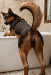 after_anal after_sex anatomically_correct anatomically_correct_genitalia animal_genitalia animal_pussy anus anus_focus bathroom bathtub bestiality black_anus black_body black_pussy bodily_fluids brown_body butt butt_focus canine_genitalia canine_pussy cum cum_drip cum_from_ass cum_in_ass cum_inside dripping female feral fluffy genital_fluids genitals inside looking_at_viewer looking_back looking_back_at_viewer multicolored_body presenting presenting_anus presenting_hindquarters presenting_pussy pussy pussy_focus raised_tail realistic_feral rear_view seductive seductive_smirk solo potato_salad canid canine canis domestic_dog mammal attempted_signature hi_res