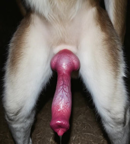 anatomically_correct anatomically_correct_genitalia anatomically_correct_penis animal_genitalia animal_penis anthro balls big_penis bodily_fluids canine_genitalia canine_penis claws cum cum_drip cum_on_body cum_on_penis dripping ejaculation erection faceless_character faceless_male fluffy fur genital_fluids genital_shot genitals glistening glistening_genitalia glistening_penis hands hands-free hanging_penis knot male no_nut_november penis penis_shot precum presenting presenting_penis sheath solo spontaneous_ejaculation stroking throbbing_penis vein veiny_knot veiny_penis white_body white_fur balloon_(director) canid canine canis mammal animated digital_media_(artwork) long_playtime webm