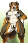 anthro bernese_mountain_dog black_nipples black_pussy breasts canid canine canis domestic_dog female genitals hi_res mammal molosser mountain_dog nipples pussy smile solo swiss_mountain_dog