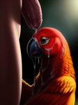 absurd_res ambiguous_gender avian beak bedroom_eyes bestiality bird bodily_fluids cum cum_on_body cum_on_face cum_on_penis detailed detailed_feathers duo excessive_cum excessive_genital_fluids feathers feral genital_fluids genitals hi_res human human_on_feral humanoid_genitalia humanoid_penis imminent_sex interspecies looking_at_viewer male male/ambiguous mammal narrowed_eyes open_mouth open_smile parrot penis red_body red_feathers seductive shuffur smile tongue wings