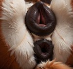 animal_genitalia animal_pussy anthro anus black_anus black_pussy canine_genitalia canine_pussy close-up female genitals pussy solo corsetlover69 canid canine fox mammal