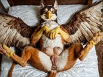 anus bed breasts claws feathers female female_focus feral furniture genitals inside looking_at_viewer lying nipples on_back on_bed pawpads paws pussy realistic realistic_feral realistic_fur realistic_wings solo teats wings jelloponies avian gryphon mammal mythological_avian hi_res