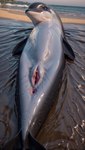 beach_background cetacean_pussy female feral genitals glistening glistening_body pussy seaside solo wet wet_body ruski218 cetacean delphinoid mammal marine toothed_whale absurd_res hi_res