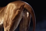 after_sex bodily_fluids butt cum cum_in_pussy cum_inside female feral genital_fluids genitals pussy solo hyperion felid lion mammal pantherine animated hi_res webm