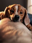 absurd_res ambiguous_gender bed black_nose blurred_background brown_body brown_eyes brown_fur canid canine canis domestic_dog feral floppy_ears fluffy fur furniture hi_res laying laying_down looking_at_viewer mammal paws shuffur smile smiling_at_viewer solo