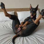 animal_genitalia animal_pussy brown_body canine_genitalia canine_pussy female feral fur genitals looking_at_viewer presenting pussy realistic_fur smile solo solo_focus director_donki canid canine canis dobermann domestic_dog mammal pinscher