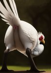 absurd_res ambiguous_gender ambiguous_species animal_genitalia avian beak butt cloaca feathers feral genitals hi_res looking_at_viewer looking_back looking_back_at_viewer presenting presenting_cloaca presenting_hindquarters raised_tail rear_view shuffur solo white_body white_feathers