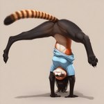 anthro black_body black_fur black_hair bottomless brown_body brown_fur clothed clothing digitigrade eyes_closed female fur hair handstand long_hair shirt simple_background smile solo spread_legs spreading stripes topwear director_crashbandit ailurid felid hybrid mammal procyonid raccoon red_panda novelai