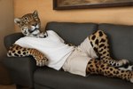 5_fingers anthro bottomwear clothed clothing fingers furniture living_room looking_at_viewer lounging lying male painting_(object) shirt shorts sofa solo t-shirt topwear vase whiskers yellow_eyes drla felid jaguar mammal pantherine hi_res