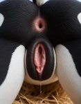 anthro anus black_body black_fur black_pussy blurred_background bodily_fluids bokeh butt close-up dripping extreme_close-up female fur genital_fluids genitals open_pussy pussy pussy_juice pussy_juice_drip realistic realistic_fur realistic_lighting rear_view solo white_body white_fur nnam_si3 bovid bovine cattle mammal hi_res