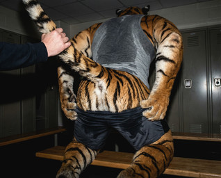 ambiguous_gender anthro anus bench bodily_fluids bottomwear butt clothing disembodied_hand duo fur gym_clothing kneeling locker_room male muscular muscular_anthro muscular_male orange_body orange_fur photorealism presenting presenting_hindquarters pulling_pants_down realistic realistic_fur realistic_lighting rear_view shirt shorts solo_focus striped_body striped_fur stripes sweat sweaty_butt tail_grab tank_top topwear wet wet_body wet_clothing wet_fur delken felid human mammal pantherine tiger hi_res
