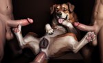 absurd_res anal anal_penetration anatomically_correct anatomically_correct_genitalia animal_genitalia animal_pussy anus balls bestiality brown_body brown_fur canid canine canine_genitalia canine_pussy canis dark_background domestic_dog erection eyebrows female feral feral_penetrated floppy_ears foot_fetish foot_play footjob fur furniture genitals group group_sex hand_on_chest hi_res human human_on_feral human_penetrating human_penetrating_feral interspecies looking_at_viewer looking_pleasured lying male male/female male_on_feral mammal nude on_back on_table one_eye_closed open_mouth open_smile pawpads paws penetration penis pink_pawpads pussy raised_tail sex shuffur smile spread_legs spreading table tongue tongue_out tuft white_body white_fur wink