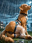 anatomically_correct anatomically_correct_genitalia anatomically_correct_pussy anus bestiality city city_background clothing cloudy collar female feral fur genitals harness legwear looking_up pawpads paws pussy raining sitting_on_ground solo solo_focus translucent translucent_clothing translucent_legwear wet wet_body wet_fur goldendog bird_dog canid canine canis domestic_dog hunting_dog labrador mammal retriever hi_res