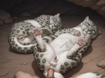 4_toes after_sex anal anal_penetration animal_genitalia animal_penis animal_pussy balls bestiality black_pawpads blue_eyes bodily_fluids cave cum cum_in_ass cum_in_pussy cum_inside darkened_genitalia darkened_pussy feet feline_balls feline_penis feline_pussy feline_sheath female feral feral_penetrated first_person_view genital_fluids genitals group human_on_feral human_penetrating human_penetrating_feral humanoid_genitalia humanoid_penis inside interspecies kneeling looking_at_viewer lying male male/male on_back on_side pawpads paws penetration penile penile_penetration penis penis_in_ass pink_nose pink_pawpads pubes pussy rock sex sheath sleeping spread_legs spreading toes trio drla felid human mammal pantherine snow_leopard hi_res