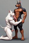 anthro bull_terrier canid canine canis dobermann domestic_dog duo fellatio fur genitals hunting_dog k9machina knot male male/male mammal muscular muscular_male oral penile penis penis_size_difference pinscher pubes sex small_penis terrier white_body white_fur