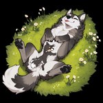 4_toes age_difference ambiguous_gender anthro anthro_on_feral bestiality black_body black_fur black_nose black_pawpads blep claws countershading cuddling digitigrade dipstick_tail duo eyes_closed featureless_crotch feet female feral feral_on_feral feral_penetrated flower fluffy fur genitals grass grey_body grey_fur happy larger_female larger_feral lying male male/female markings mother mother_and_child multicolored_body multicolored_fur nude on_back on_grass outside parent parent_and_child pawpads paws penetration plant quadruped sex simple_background size_difference smaller_male smile spread_legs spreading tail tail_markings tail_motion tailwag toe_claws toes tongue tongue_out transparent_background tuft white_body white_fur wholesome_content yellow_eyes anotheranon canid canine canis domestic_dog mammal wolf absurd_res alpha_channel hi_res