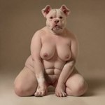 absurd_res anthro big_breasts black_eyes breasts bulldog canid canine canis claws domestic_dog female genitals hairless hi_res kneeling looking_at_viewer mammal mastiff molosser nipples nude overweight overweight_anthro overweight_female paws pussy realistic solo solo_focus splice