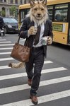 anthro bag belly black_nose blue_eyes brown_clothing brown_footwear brown_shoes bus business_clothing car claws clothing commercial_vehicle cross_walk footwear forest forest_background fur hair male nature nature_background photorealism plant public_transportation saren_(nekomatasaren) shoes solo street tree vehicle vehicle_for_hire nekomatasaren starbucks felid feline hybrid lynx mammal hi_res