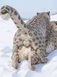 anal anal_penetration anatomically_correct anatomically_correct_genitalia animal_genitalia anus balls bodily_fluids cum cum_in_ass cum_inside duo erection feline_balls feline_sheath feral feral_on_feral feral_penetrated feral_penetrating feral_penetrating_feral from_behind_position genital_fluids genitals lying male male/male mounting on_front outside penetration penile penile_penetration penis penis_in_ass penis_tip raised_tail rear_view sex sheath snow drla felid mammal pantherine snow_leopard hi_res