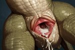 after_sex animal_genitalia anthro bodily_fluids cloaca close-up crotch_focus cum cum_inside female gaping gaping_cloaca genital_fluids genitals green_body green_scales leaking_cum scales solo hyperion lizard lizardman reptile scalie