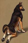 angry_puppy animal_genitalia balls canid canine canis crouching domestic_dog feral genitals german_shepherd herding_dog looking_at_viewer looking_back male mammal pastoral_dog pawpads paws raised_tail simple_background solo spread_legs spreading