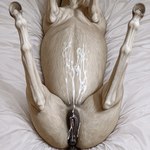 animal_genitalia animal_pussy anus equine_genitalia equine_pussy female feral fur genitals hair presenting pussy solo solo_focus director_donki equid equine horse mammal