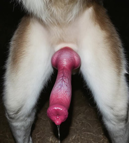 anatomically_correct anatomically_correct_genitalia anatomically_correct_penis animal_genitalia animal_penis anthro balls big_penis bodily_fluids canine_genitalia canine_penis cum cum_drip cum_on_body cum_on_penis dripping ejaculation erection faceless_character faceless_male feral fluffy fur genital_fluids genital_shot genitals glistening glistening_genitalia glistening_penis hands-free hanging_penis knot male penis penis_shot precum presenting presenting_penis sheath solo spontaneous_ejaculation throbbing_penis vein veiny_knot veiny_penis white_body white_fur balloon_(director) canid canine canis mammal animated digital_media_(artwork) huge_filesize long_playtime webm