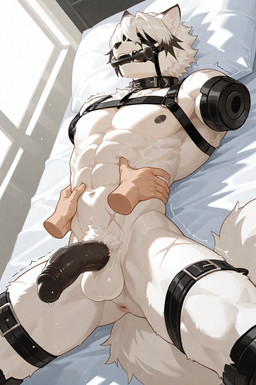 4_missing_limbs amputee anthro anus athletic balls bdsm bed bedroom bit_gag black_nipples black_penis blindfold bodily_fluids collar cuff_(restraint) disability disembodied_hand dripping furniture gag genital_fluids genitals half-erect humanoid_genitalia humanoid_penis lying male navel nipples on_back on_bed penis precum precum_drip pubes restraints scar shaking solo waist_grab white_body stbz zenless_zone_zero von_lycaon canid canine canis mammal wolf hi_res