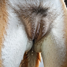 anthro bodily_fluids close-up crotch_focus crotch_shot dripping faceless_character faceless_female female fur genital_fluids genitals hair low-angle_view nude presenting pubes pussy pussy_juice pussy_juice_drip pussy_juice_string pussy_shot realistic solo standing vaginal wet wet_body wet_fur wet_hair kbi canid canine fox mammal uncensored