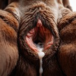 animal_genitalia animal_pussy anthro big_pussy bodily_fluids brown_body brown_fur canine_pussy clitoris crotch_shot crotch_tuft cum cum_in_pussy cum_inside detailed_fur detailed_pussy extreme_close-up female fur gaping gaping_pussy genital_fluids genitals pussy solo spread_legs spreading thick_thighs tuft warcraft director_footlover95 canid mammal were werecanid worgen absurd_res detailed hi_res