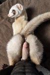 anus bodily_fluids butt doggystyle duo feral first_person_view from_behind_position genital_fluids genitals looking_back male male/male penis precum rear_view sex tail_up animalshenmi domestic_ferret mammal mustela mustelid musteline true_musteline from_behind_(disambiguation) hi_res