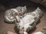 4_toes after_sex anal anal_penetration animal_genitalia animal_pussy balls bestiality black_pawpads blue_eyes bodily_fluids cave cum cum_in_ass cum_inside darkened_genitalia darkened_pussy feet feline_balls feline_pussy feline_sheath female feral feral_penetrated first_person_view fully_sheathed genital_fluids genitals group human_on_feral human_penetrating human_penetrating_feral humanoid_genitalia humanoid_penis inside interspecies kneeling looking_at_viewer lying male male/female on_back on_side pawpads paws penetration penile penile_penetration penis penis_in_ass pink_nose pink_pawpads pubes pussy rock sex sheath sleeping spread_legs spreading toes trio drla felid human mammal pantherine snow_leopard hi_res
